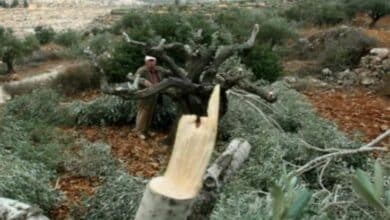 مستوطنون يكسرون عشرات أشجار الزيتون ويسرقون ثمارها غرب سلفيت