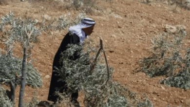إصابات واعتقالات وسرقة محاصيل الزيتون في هجوم للمستوطنين في مسافر يطا بالخليل