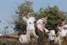 مستوطنون يسرقون ثمار زيتون ويطاردون مزارعين في مسافر يطا