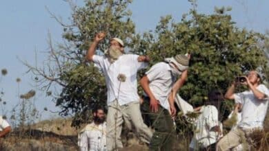 مستوطنون يسرقون ثمار زيتون ويطاردون مزارعين في مسافر يطا