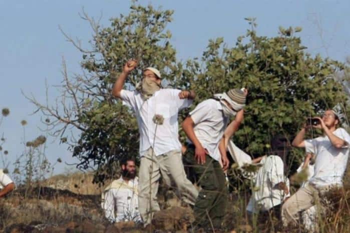 مستوطنون يسرقون ثمار زيتون ويطاردون مزارعين في مسافر يطا