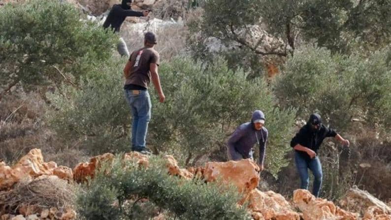 الاحتلال يعتقل 3مواطنين عقب هجوم للمستوطنين على قاطفي الزيتون جنوب الخليل