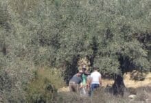 مستوطنون يسرقون ثمار زيتون من بلدة المزرعة الشرقية