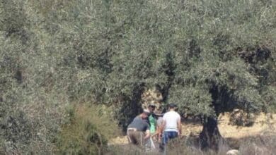 مستوطنون يسرقون ثمار زيتون من بلدة المزرعة الشرقية