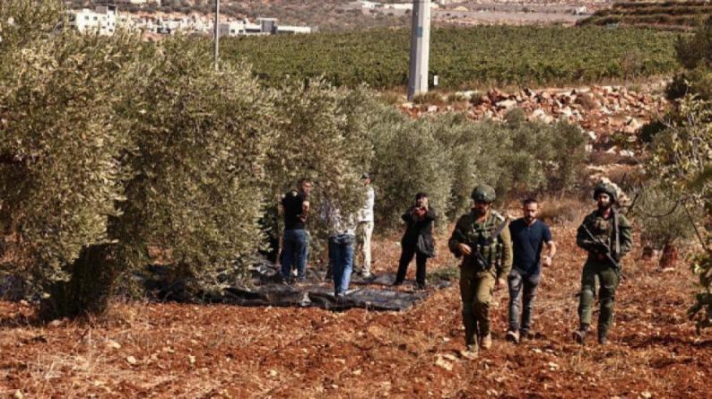 الاحتلال يعتقل مواطنين بعد اعتداء مستوطنين على قاطفي زيتون في مسافر يطا