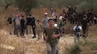 خلال 12 ساعة: 17 اعتداء للاحتلال والمستوطنين على قاطفي الزيتون في 6 محافظات بالضفة